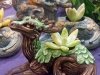 Fantasy planter by Emily Coleman