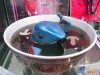Shark Fin Soup