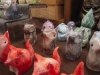 Oddfauna