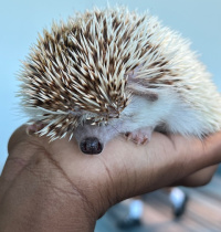 Hedgehog