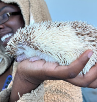 Hedgehog