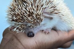 Hedgehog