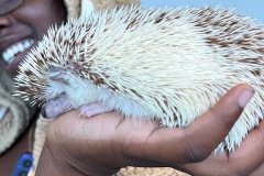Hedgehog
