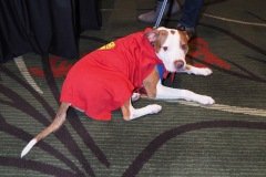 Krypto