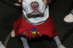 Krypto