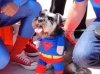 Super Dog