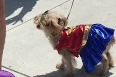 WonderDog