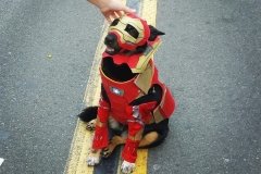 Iron Dog