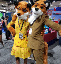 Fabulous Foxes