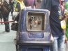 Tiny Gonk