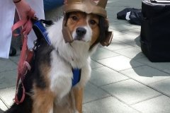 A very good Loki